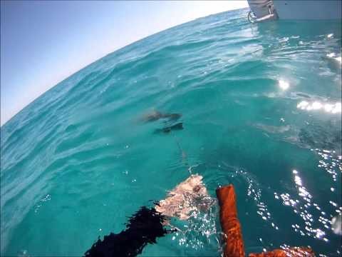 spearfishing and lobstering Andros Island