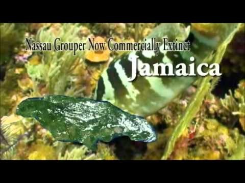 Nassau Grouper Project