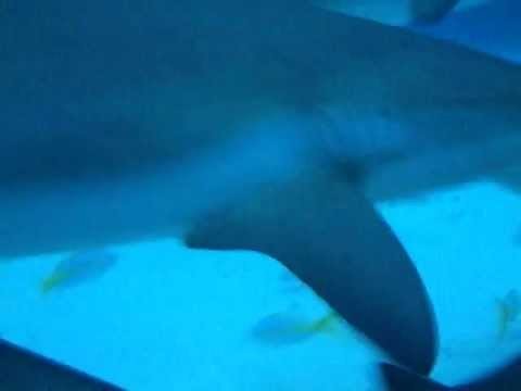 Shark Feeding At The Shark Arena Part 2- BAHAMAS