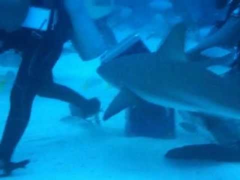 Shark Feeding At The Shark Arena - BAHAMAS