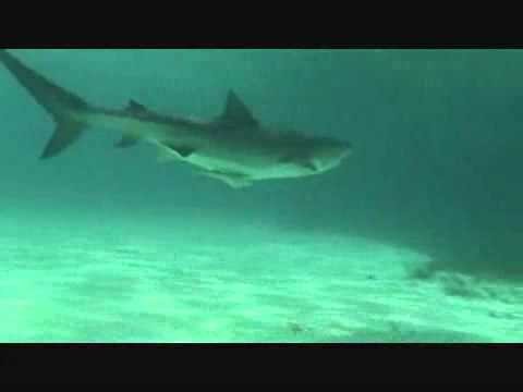 Bahamas. Tiger Shark