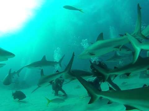 Shark dive Nassau