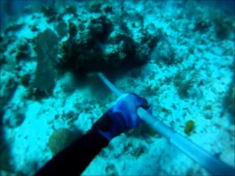 Spearfishing and lobstering Andros Island