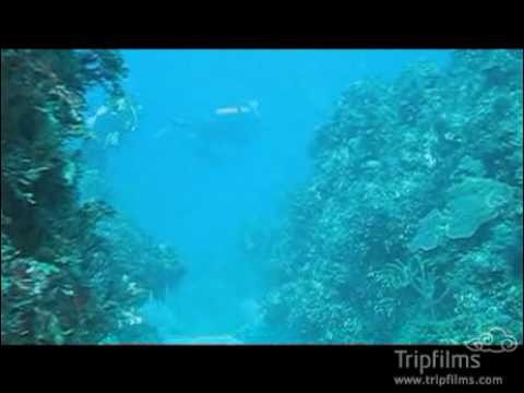Beaked Whales - Bahamas
