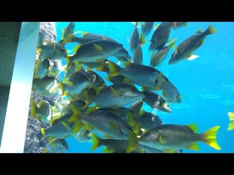 Atlantis Aquarium Nassau Bahamas Excursion