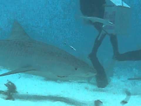 Tiger Shark Bahamas - Requin Tigre