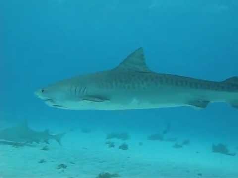 Tiger Shark - requin Tigre aux Bahamas