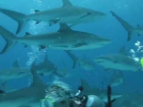 Requins en shark feeding Ã  Nassau Bahamas - Shark feeding