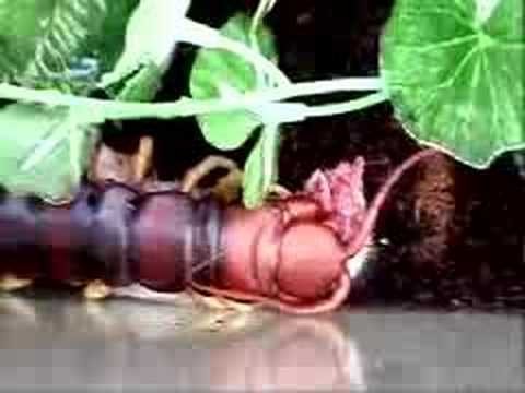 Giant centipede eating mouse.