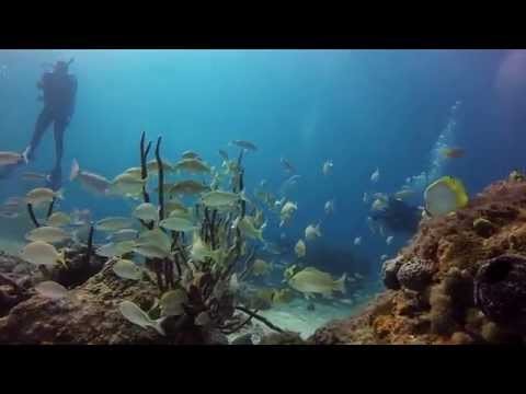 Bahamas Blue Hole Diving