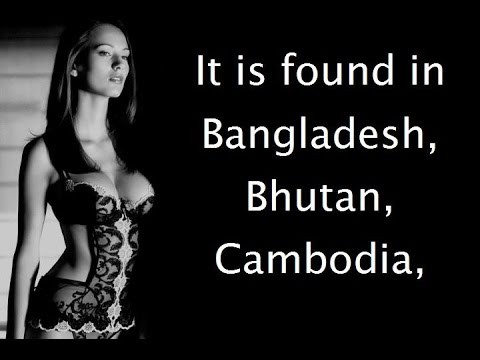 Topic: It is found in Bangladesh
