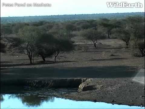 Strange Noise at Pete's Pond on Mashatu Game Reserve in Botswana
