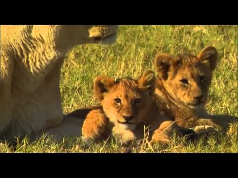 The Last Lions Trailer