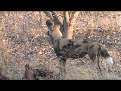 African Wild Dogs in Botswana