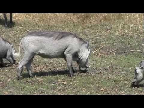 The Warthogs of Botswana