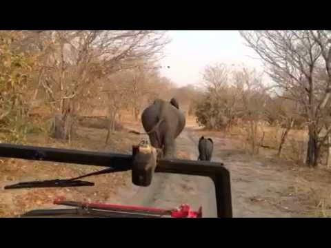 Angry Mama Elephant - Botswana (Chobe)