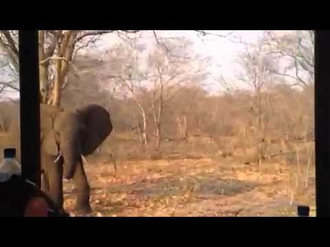 Elephant gets cutoff - Botswana (Chobe)
