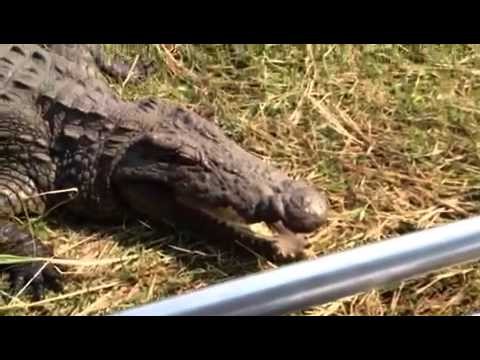 Up close and personal with a croc - Botswana