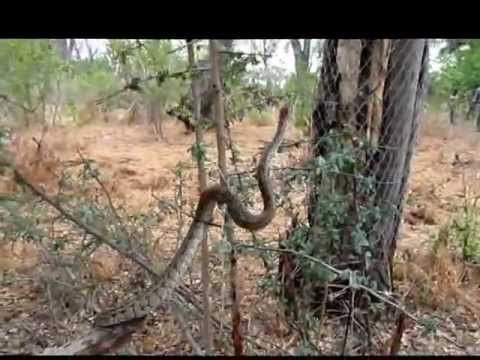 Rock Python climbing up a tree in Botswana