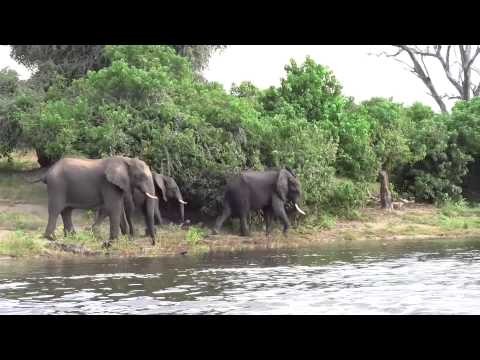 Botswana Chobe Cruise Elephant Fight
