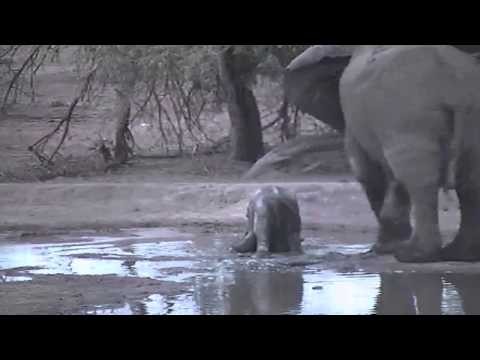 Little Elephant Calf Is a Handful at Pete's Pond November 30