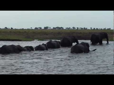 The Continuation to Elephant Crossing The Chobe River