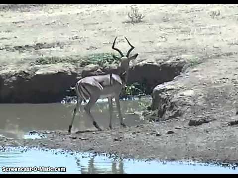 Botswana.Webcam Mashatu.2013.03.31At pond Petes