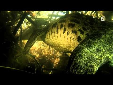 Documentaire Grandeurs Nature Les Larmes Des Crocodiles