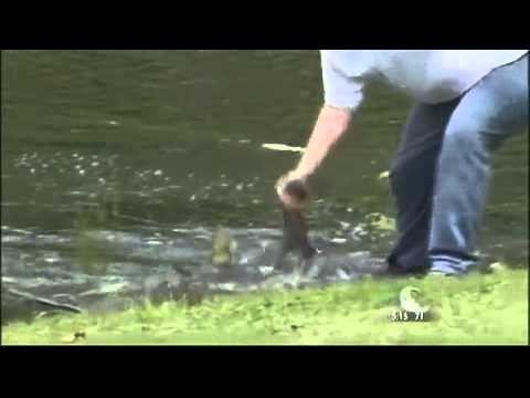 The moment a professional alligator catcher is bitten as he attempts a resc