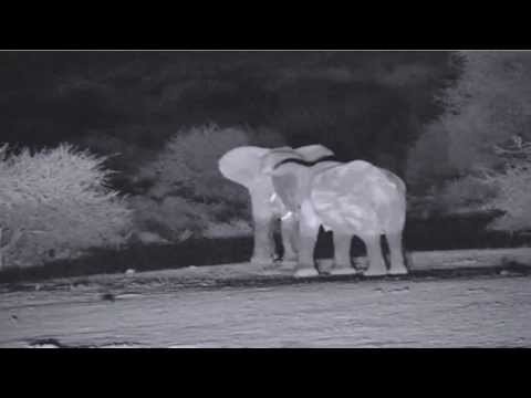 Elephants Sparring or Mating Attempt?   Pete's Pond May 6
