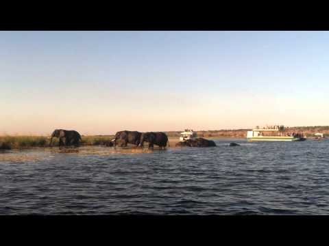 Elephant families crossing Chobe River