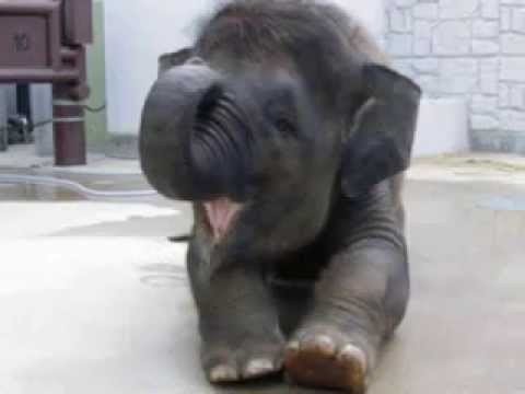 Funniest elephants :D