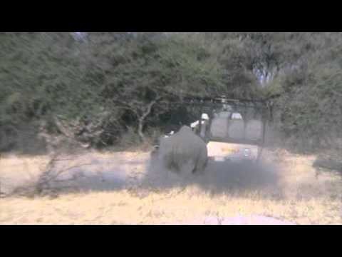 Rhino Charge - On Safari at Chief's Camp
