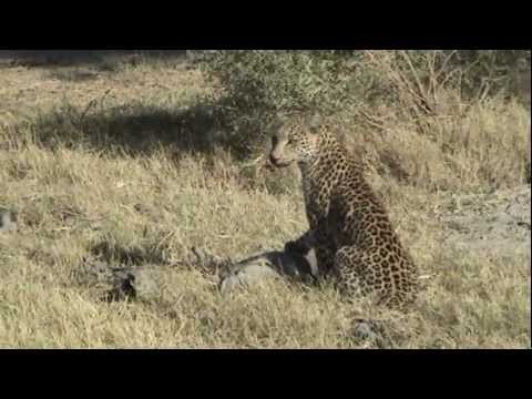 Leopard Kill - On Safari at Chief's Camp