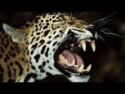 Jaguar Mating Close Up and Loud