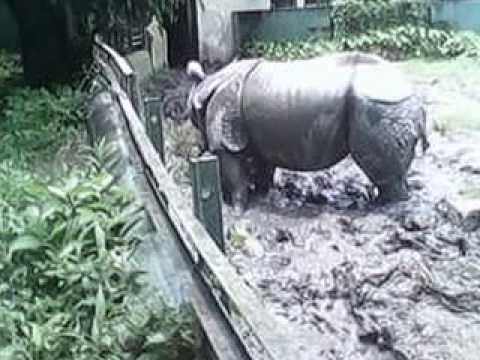 The Video Of RHINOCEROS Of Kolkata Zoo