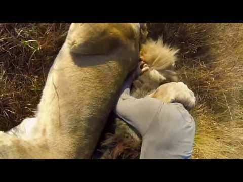 Man Hugging 2 Lions In The Wild From His Pride