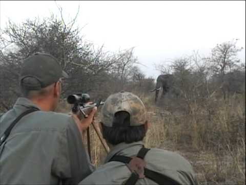 Elephant hunt Botswana 2008