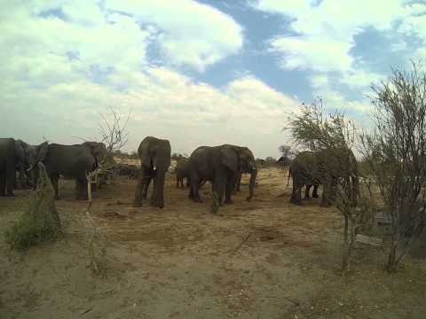 Botswana Elephants Part 4