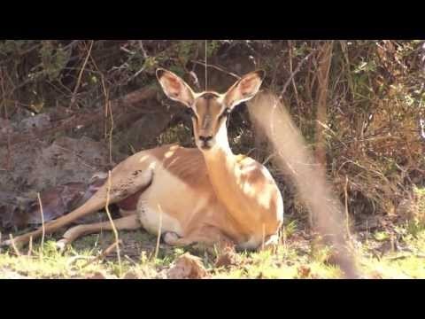 Mombo Impala Birth