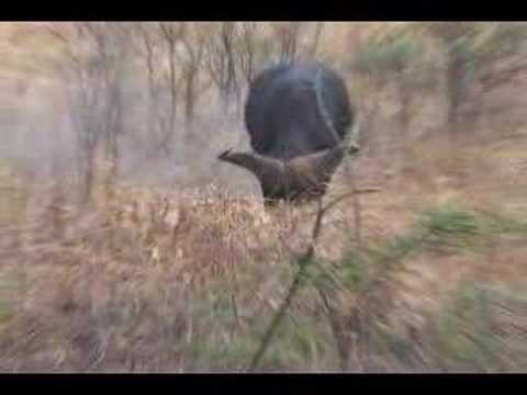 Duba Plains lion pride kill a cape buffalo calf - Part 2 (HD Version)