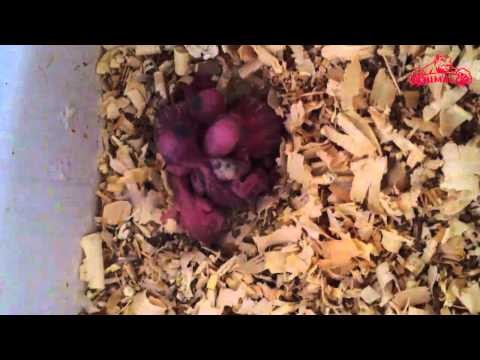 Babies Of Budgerigar Inside Birds Nest