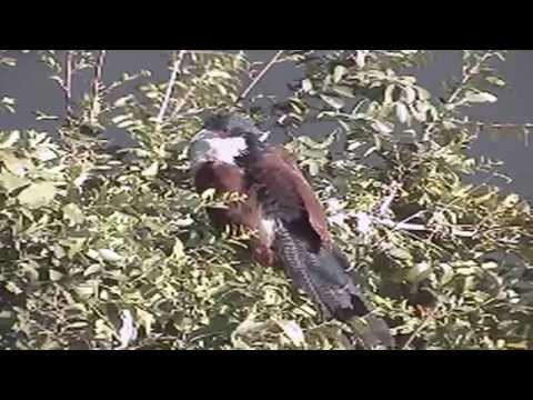 Views of the Burchell's Coucal at Pete's Pond May 20