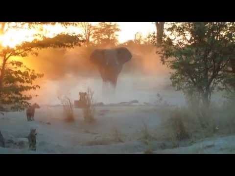 Young male elephant tries to intimidate hyena pups