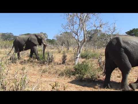 Elephants Walking in Chobe National Park
