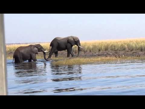 Elephants Fininshing their Swim