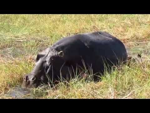 Hippo Eating