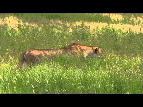 Lioness stalking warthog
