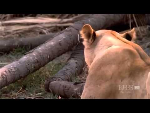 Kalahari-2: The Flooded Desert (Nature Documentary)