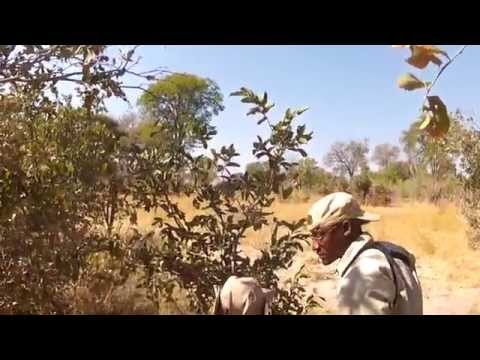 African Safari in Botswana - Part 5